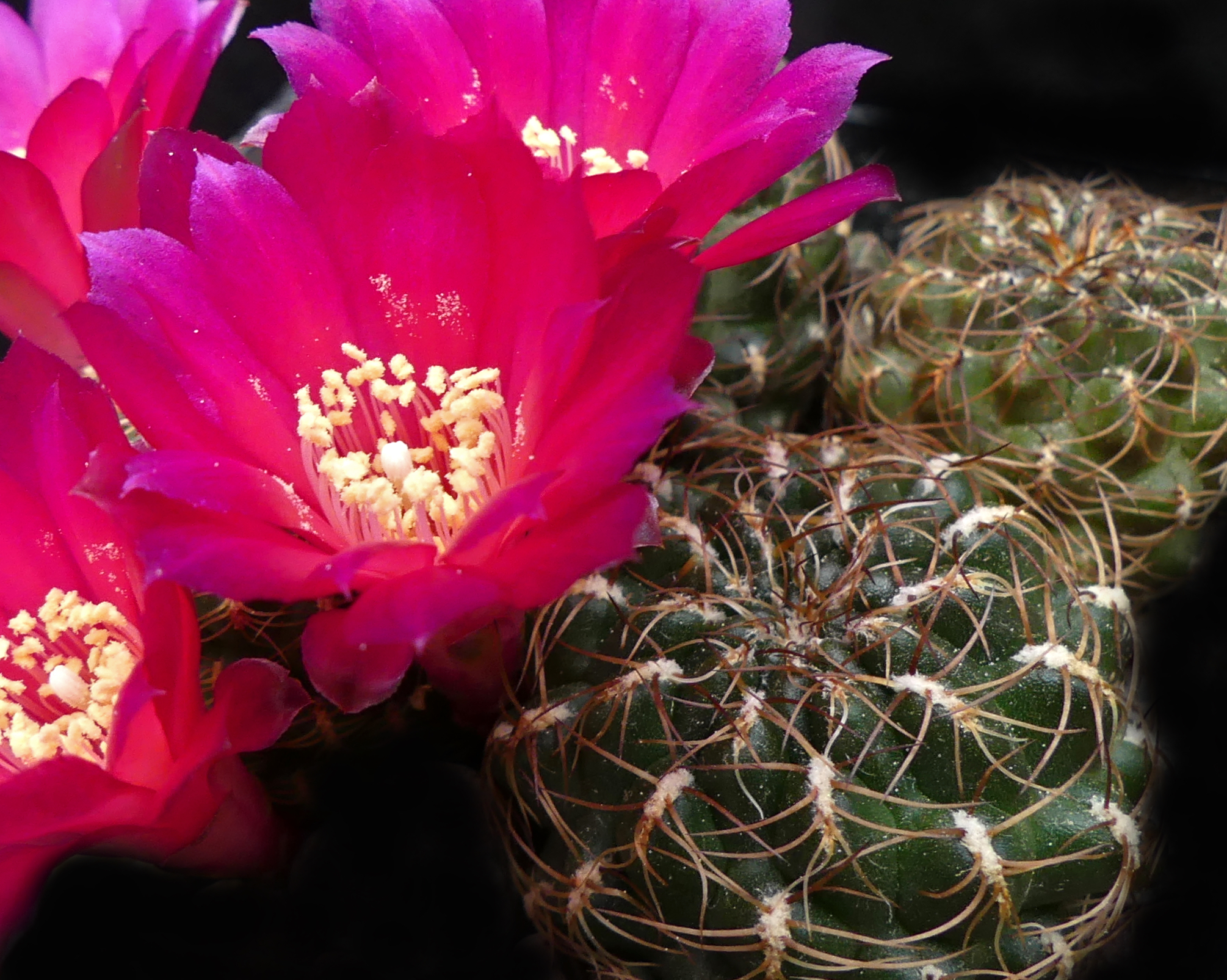 Sulcorebutia steinbachii v. markusii MN 617