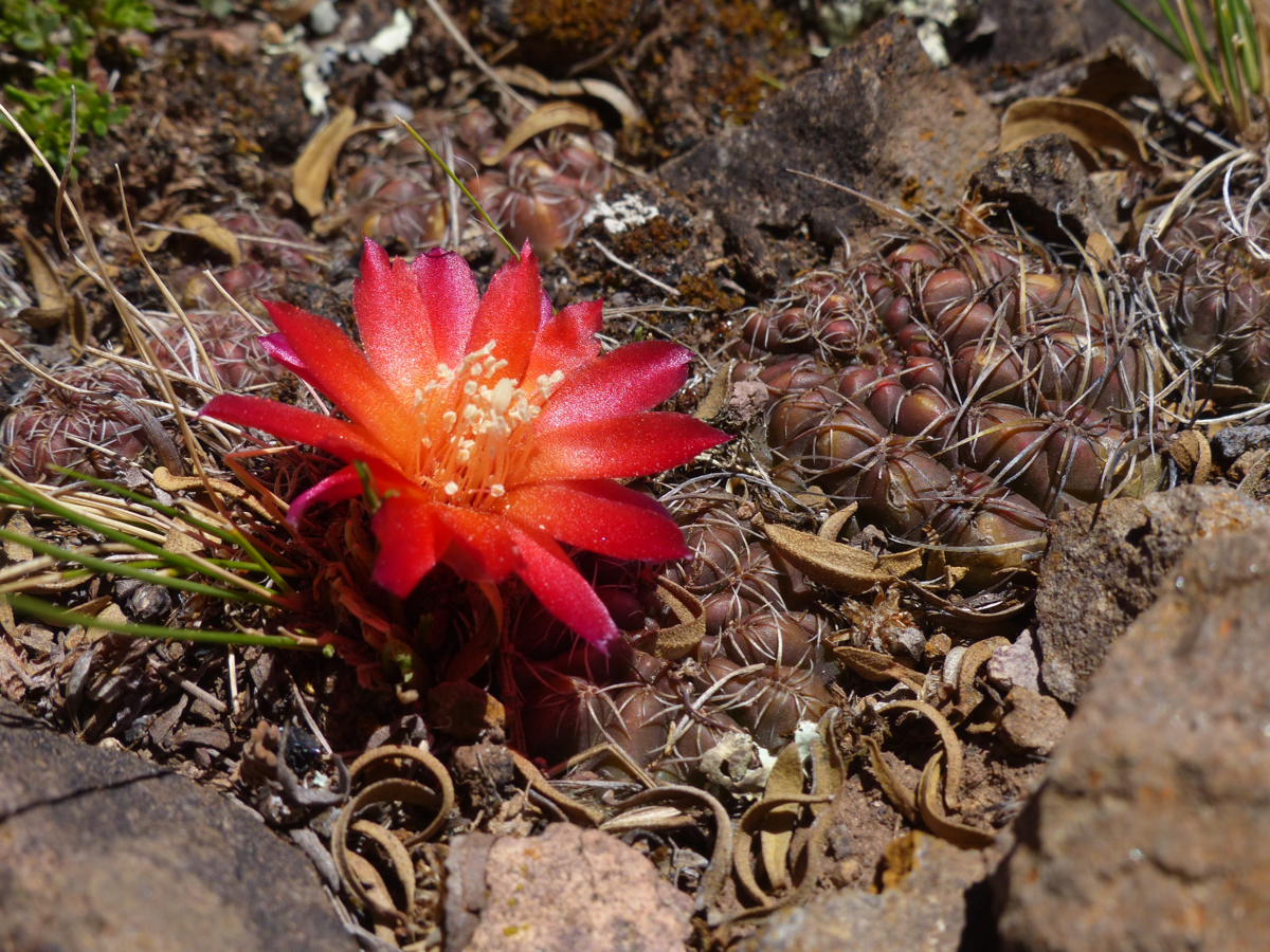 Sulcorebutia verticillacantha v. cuprea MN 614