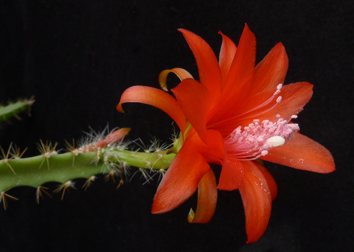 Disocactus cinnabarinus (Patzun, Guatemala)