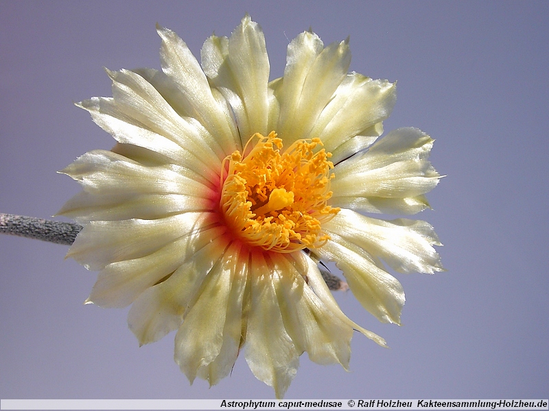 Astrophytum caput-medusae PP 1569 (El Herrero, Tamaulipas, Mex) - 3