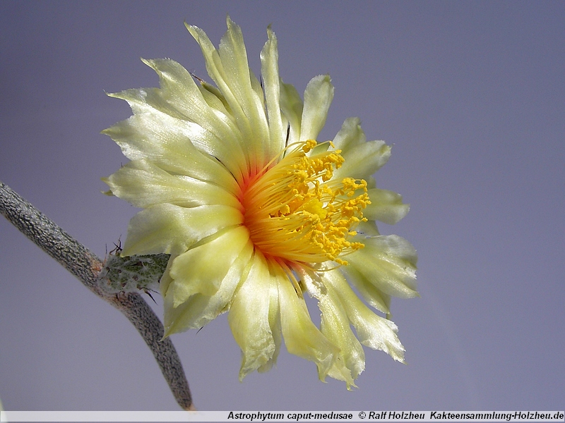 Astrophytum caput-medusae PP 1569 (El Herrero, Tamaulipas, Mex)