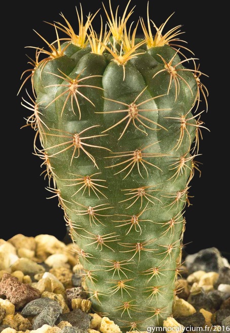 Gymnocalycium carolinense LB 1399 (Intihuasi, San Luis, Arg)