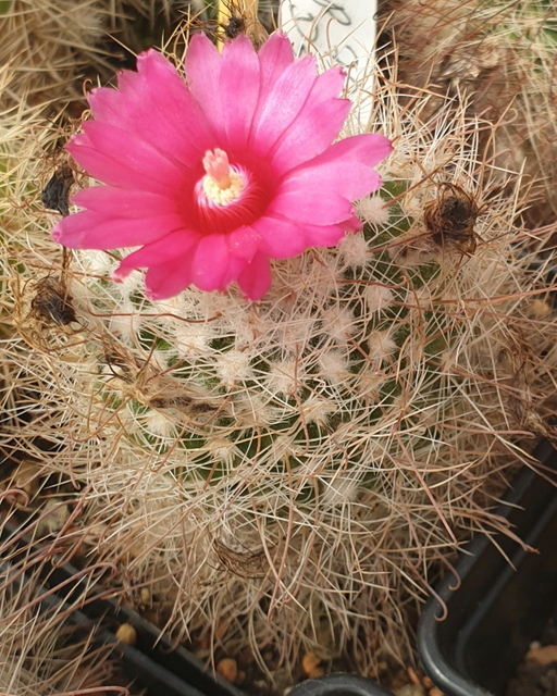 Parodia spec. echartiana WR 790 nom. prov. - 2