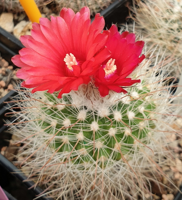 Parodia spec. echartiana WR 790 nom. prov.