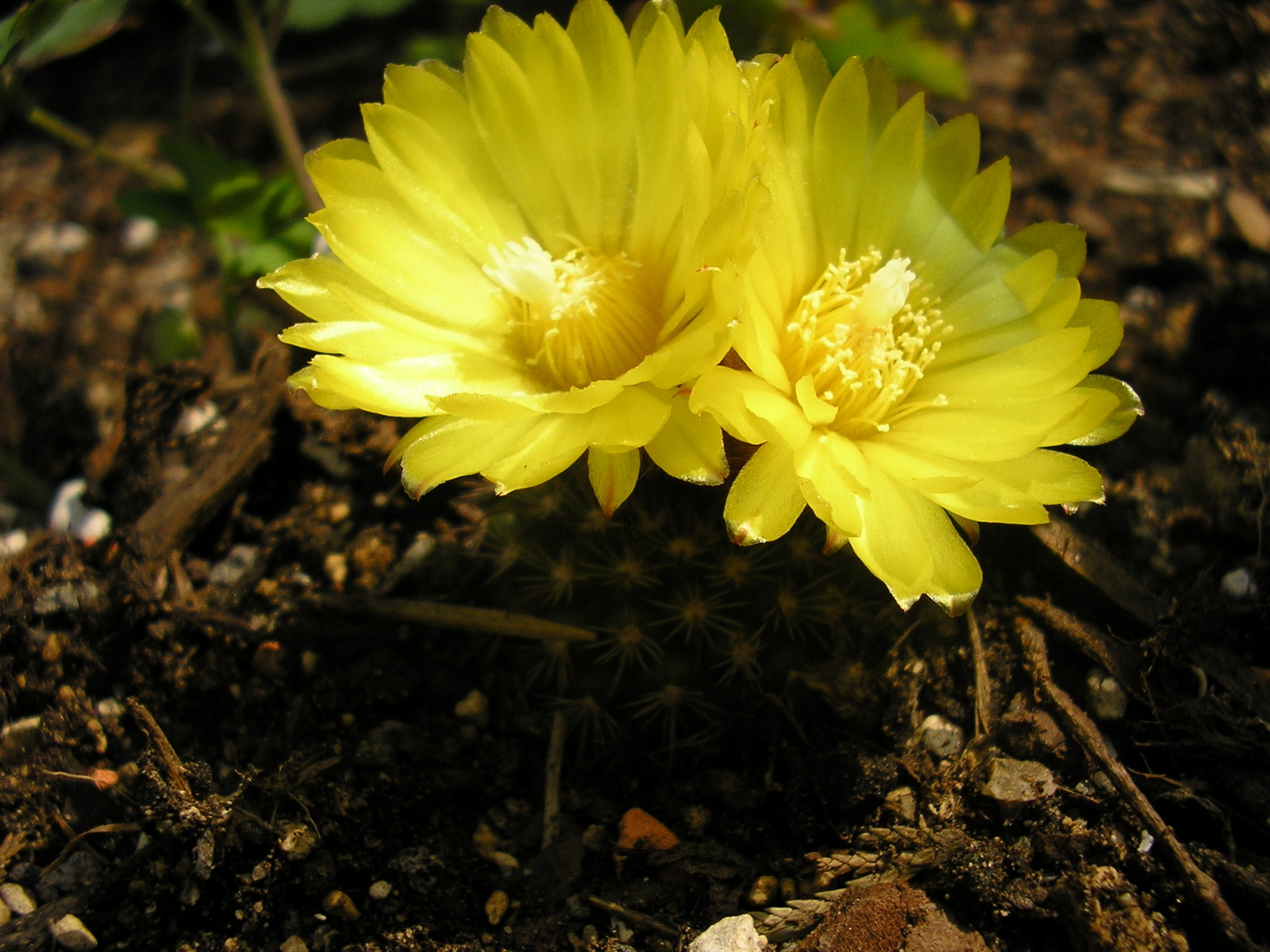 Parodia glischrocarpa ME 86 (Eichler)