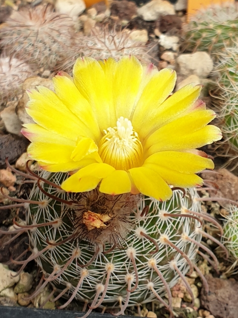 Parodia glischrocarpa LT 302 (El Ceibalito, Salta)