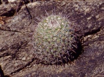 Parodia catamarcensis ME 56C (Eichler)