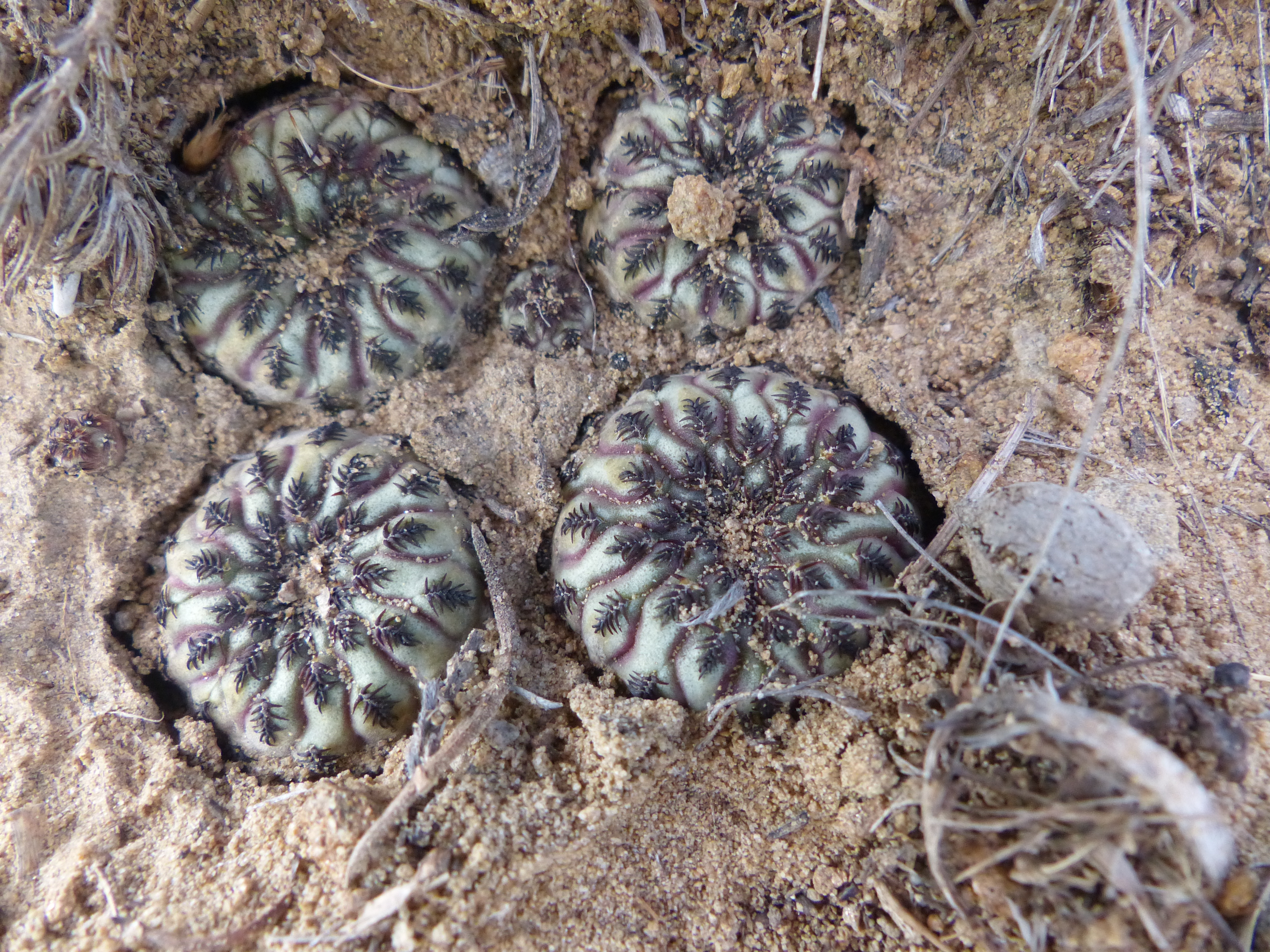 Sulcorebutia rauschii MN 636 (Zudanez) - 2