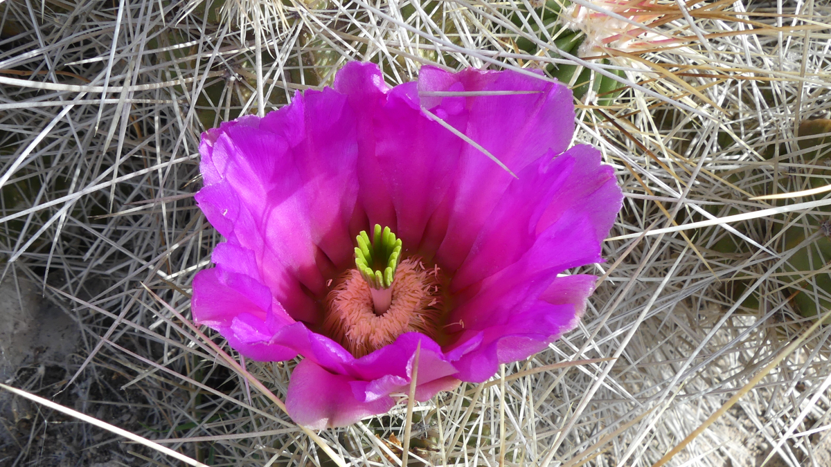 Echinocereus stramineus MN 675 (Brewster Co, TX)