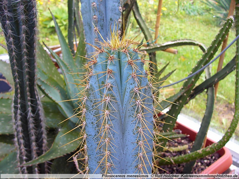 Pilosocereus menesianus