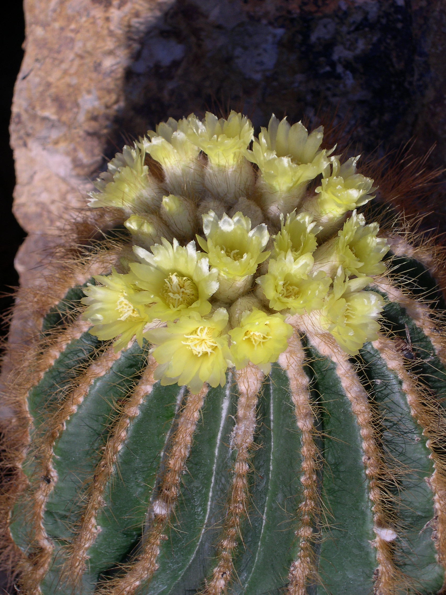 Notocactus warasii