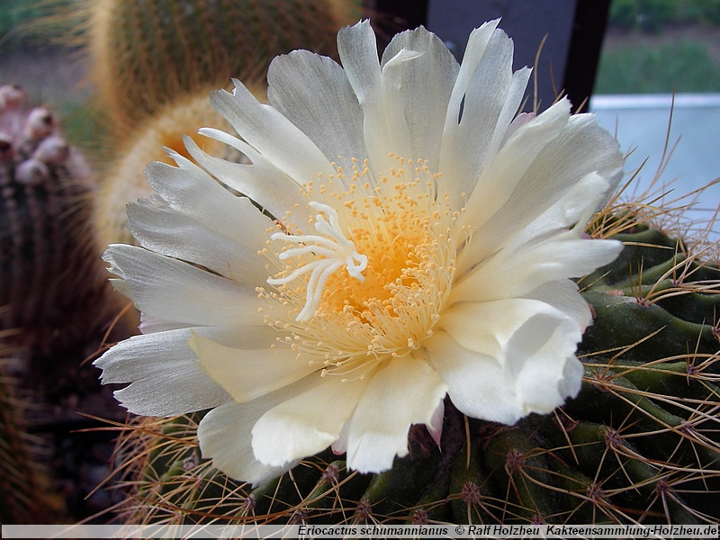 Notocactus schumannianus
