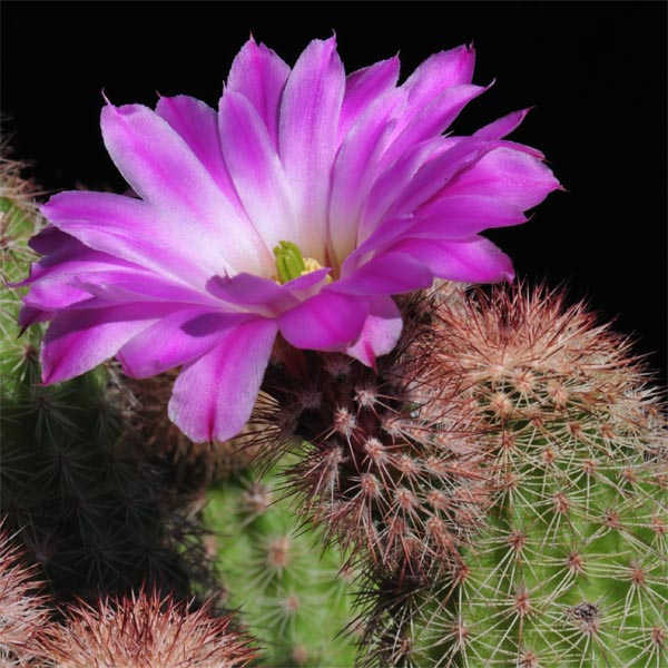 Echinocereus sciurus (Cabo San Lucas, BC)