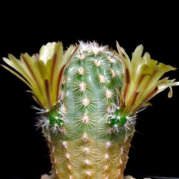 SuccSeed - Echinocereus