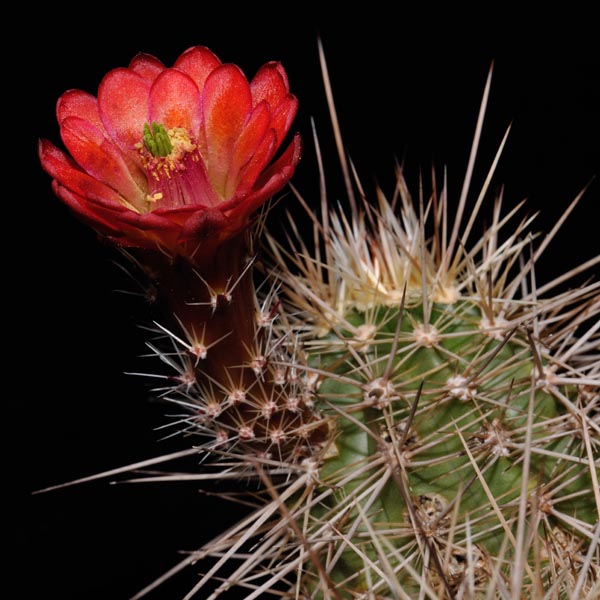 Echinocereus spec. (Virgin, Utah)