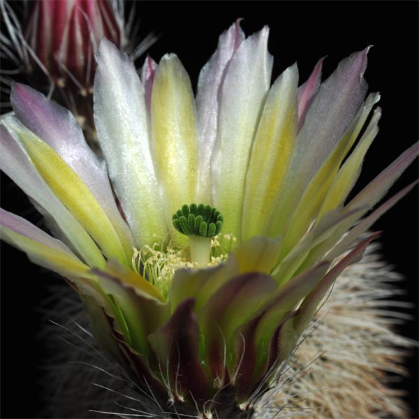 Echinocereus dasyacanthus (McCamey, TX)