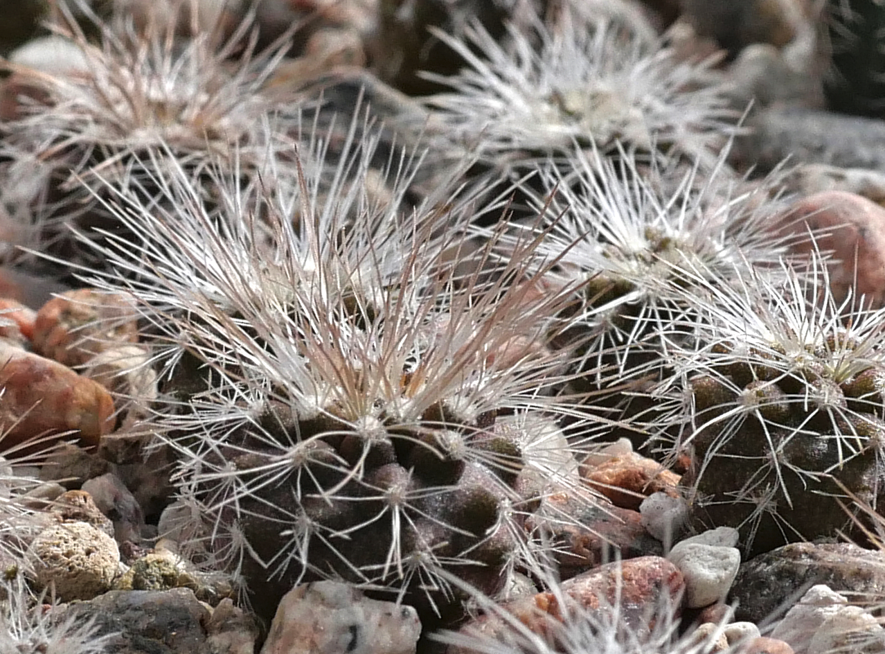 [PLANT/PFLANZE] Copiapoa krainziana MGi 22.5 (Qda San Ramon) - 2