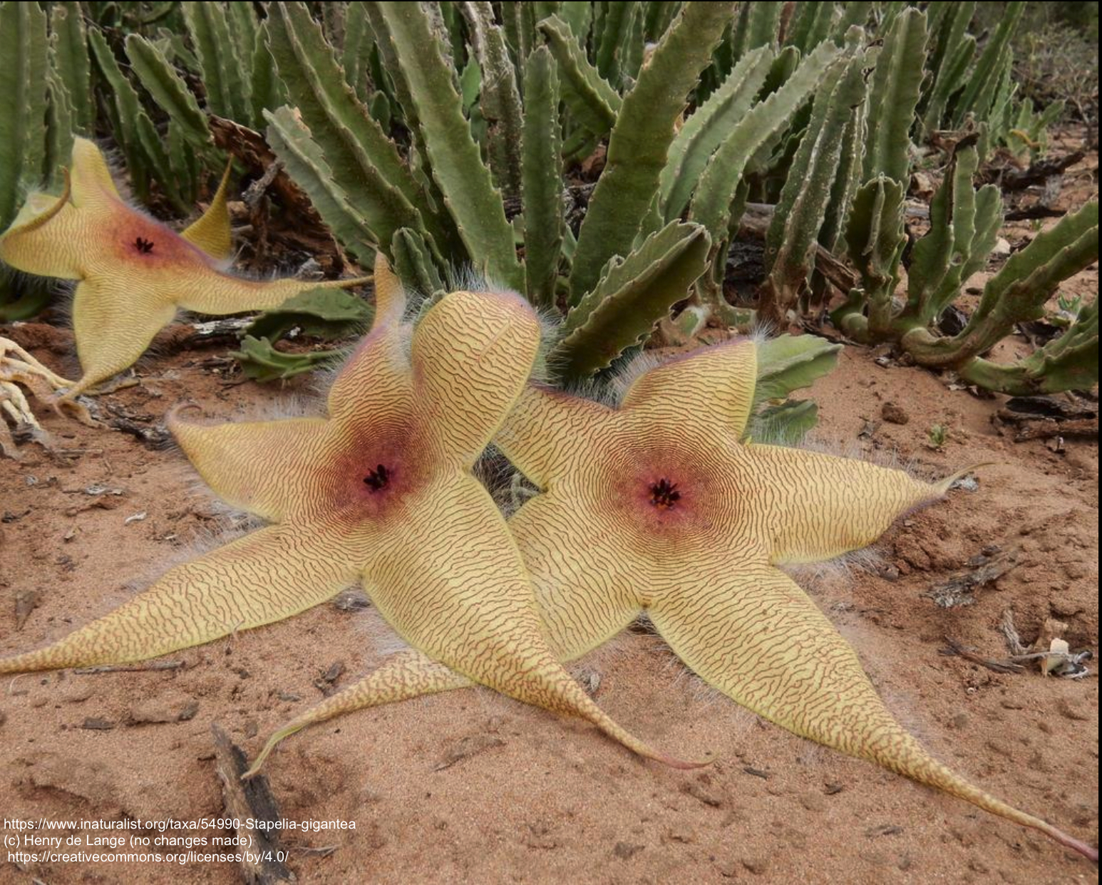 Stapelia gigantea