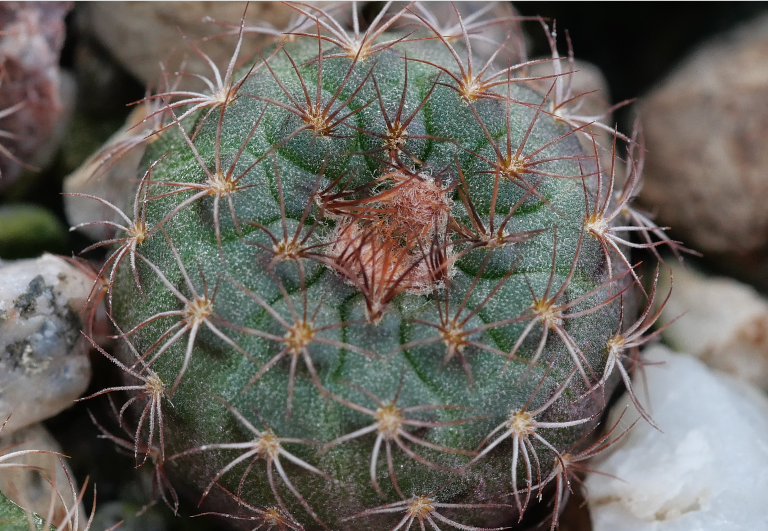 Frailea friedrichii VOS 304