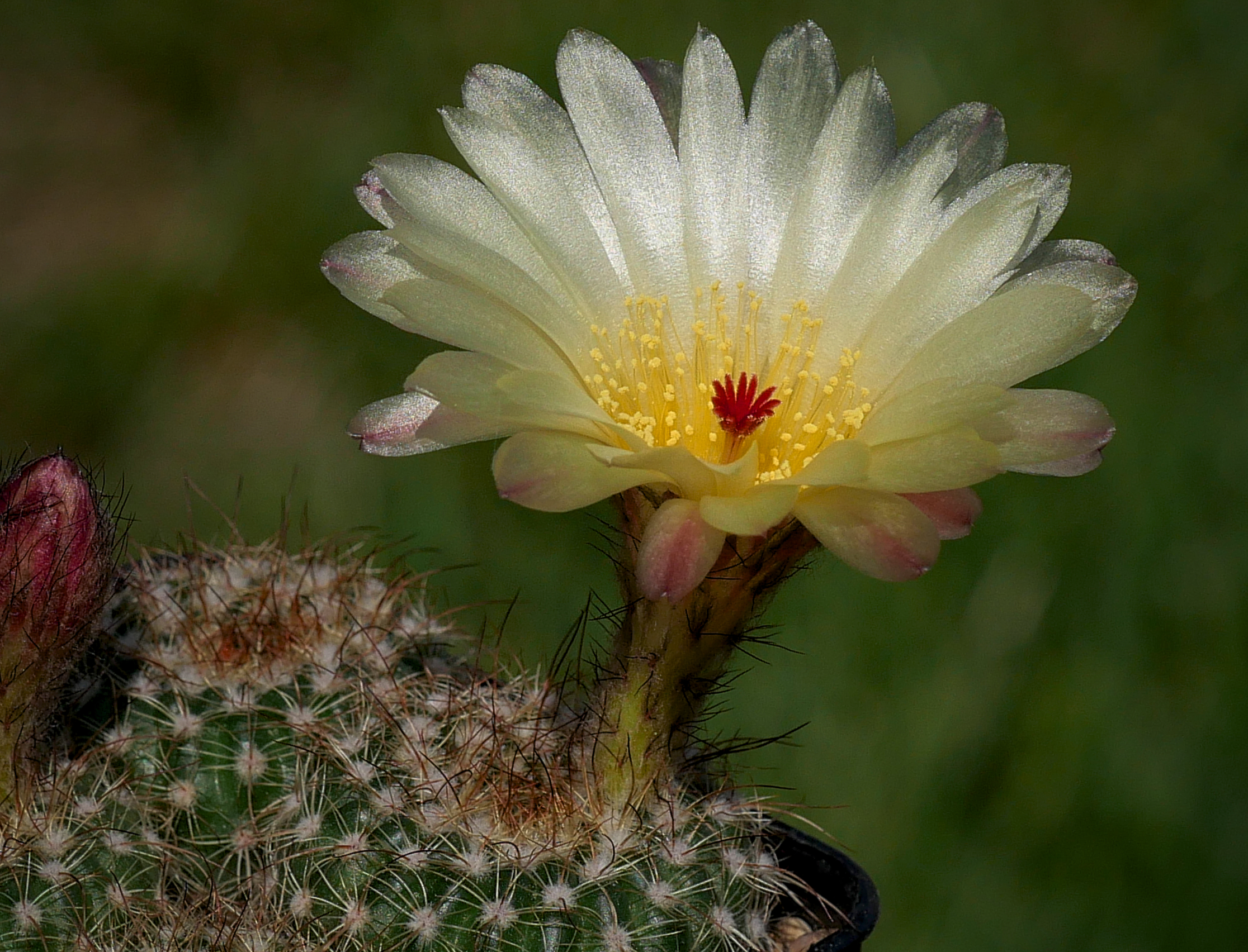 Notocactus concinnus v. fimbriatiflorus LW 75