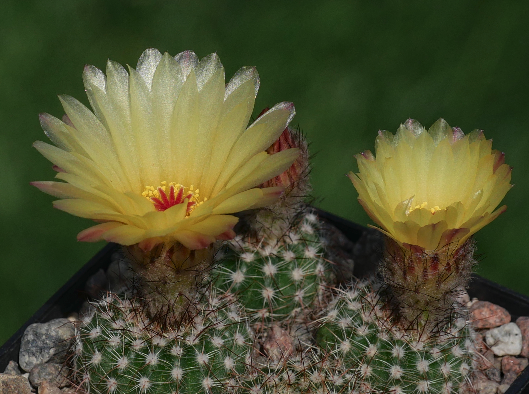 SuccSeed - Notocactus concinnus v. tabularioides LW 137