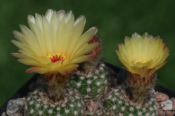 Notocactus concinnus v. tabularioides LW 137