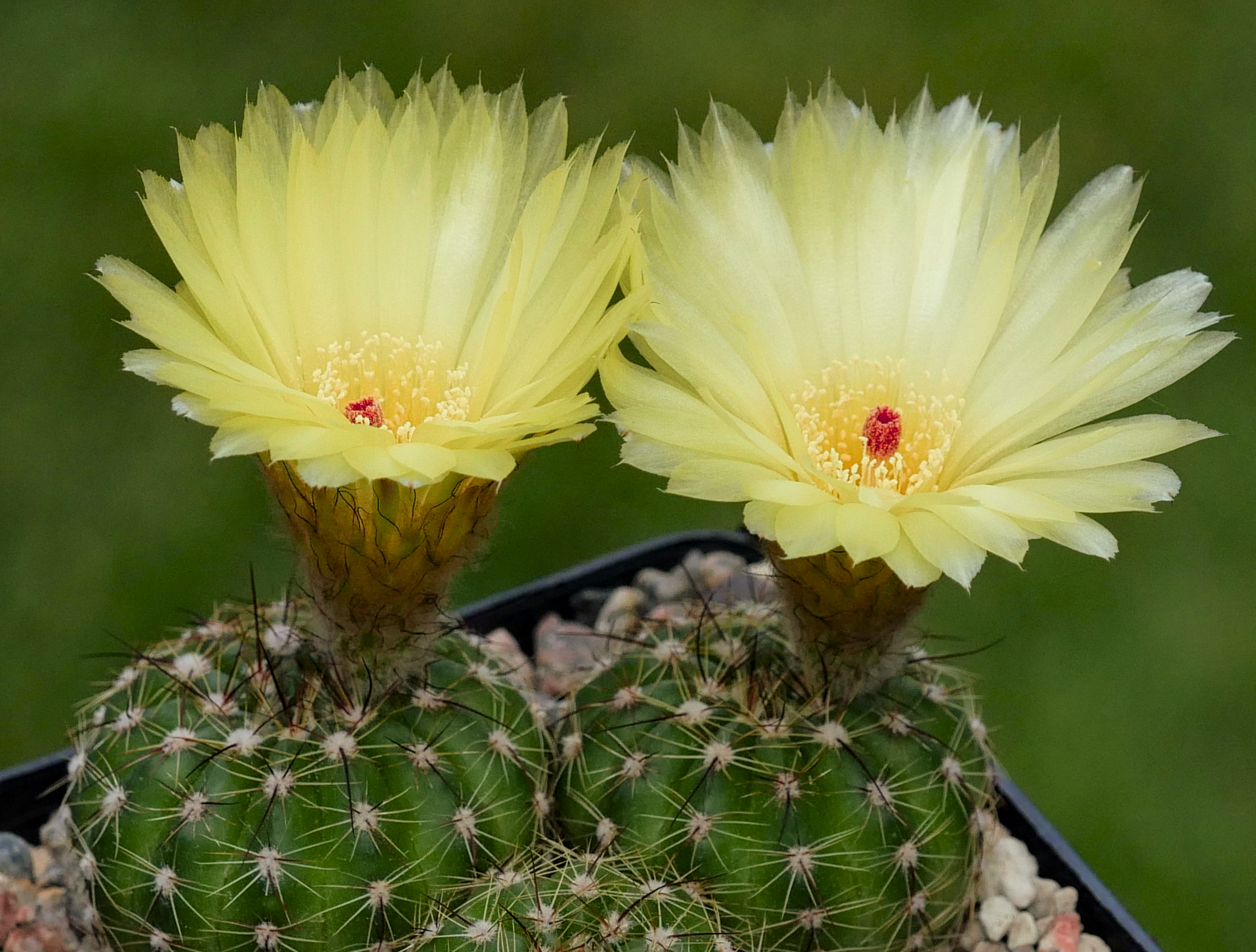 Notocactus globularis RP 420
