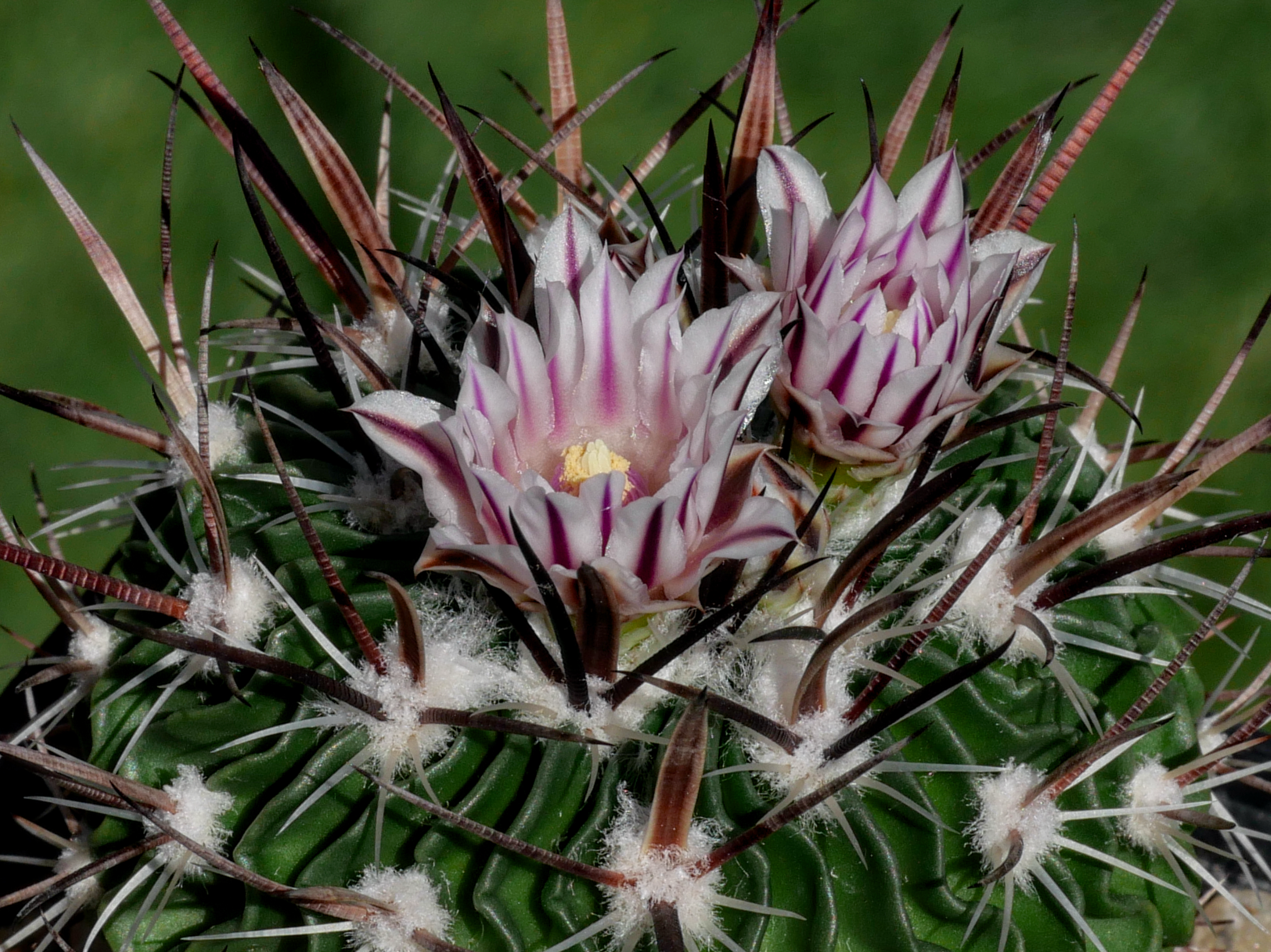 Stenocactus anfractuosus GM 963