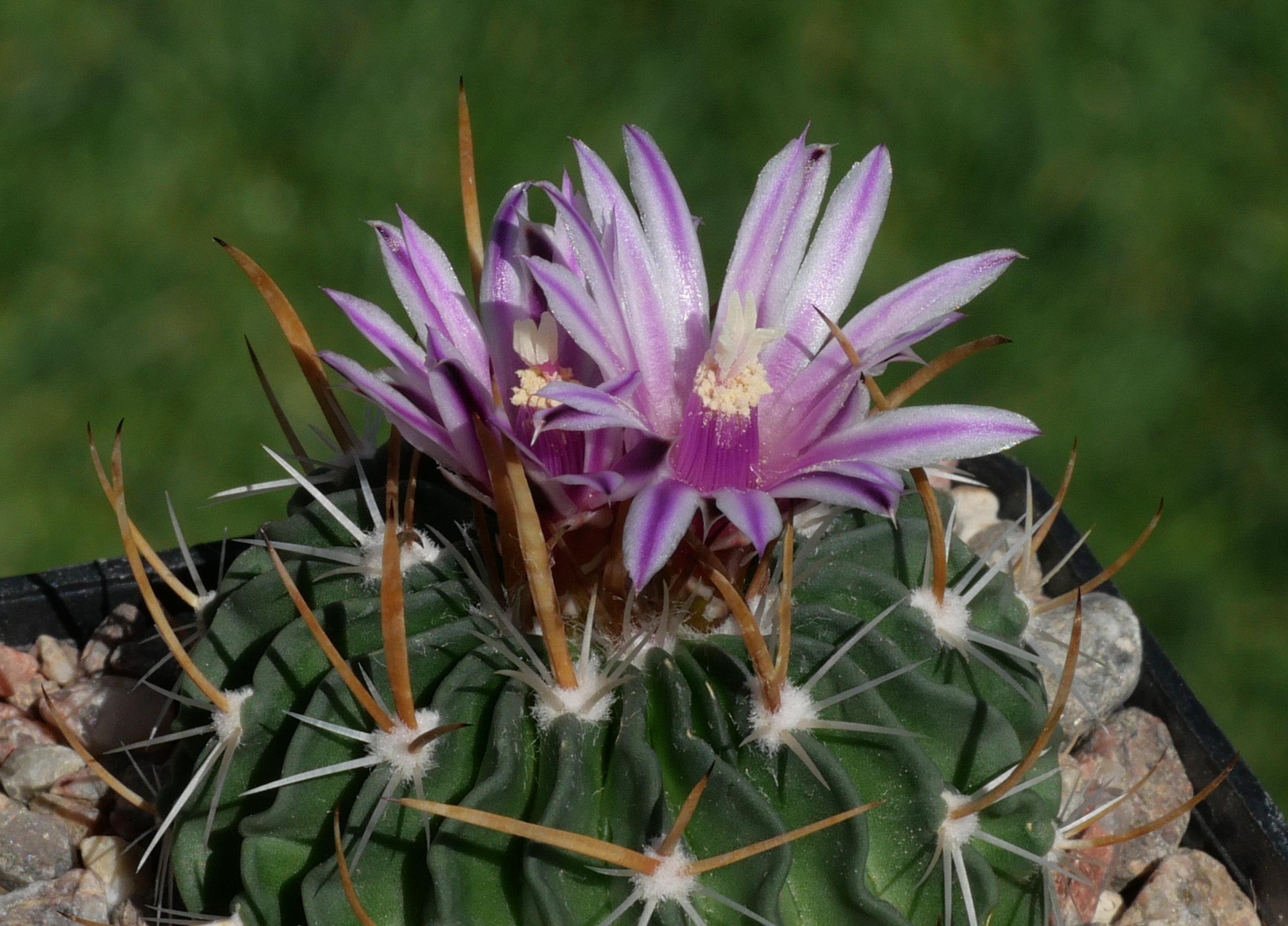 Stenocactus lamellosus GM 1543