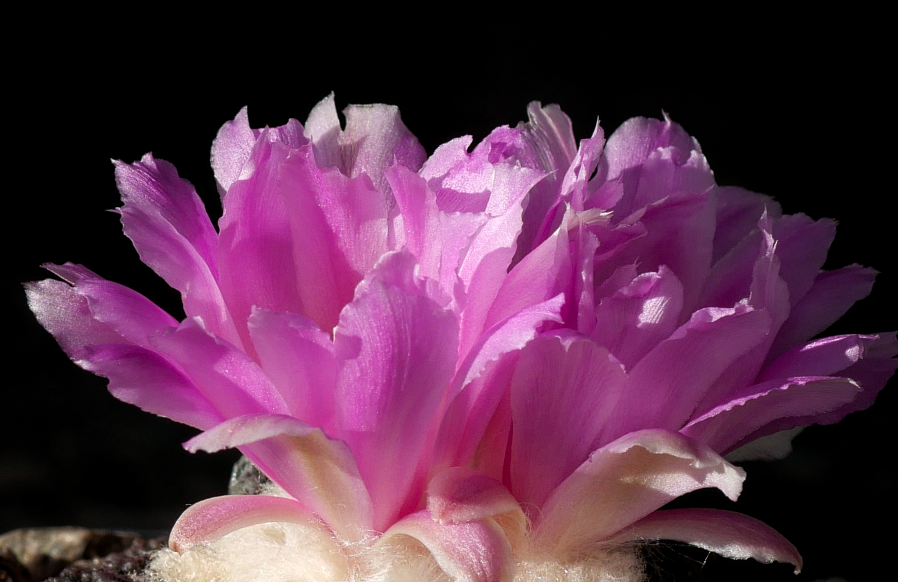 Ariocarpus fissuratus KMR 62 C