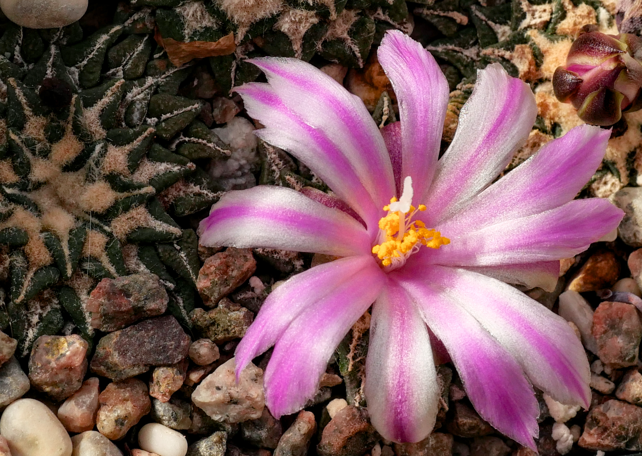 Ariocarpus kotschoubeyanus RS 273 (Huizache)
