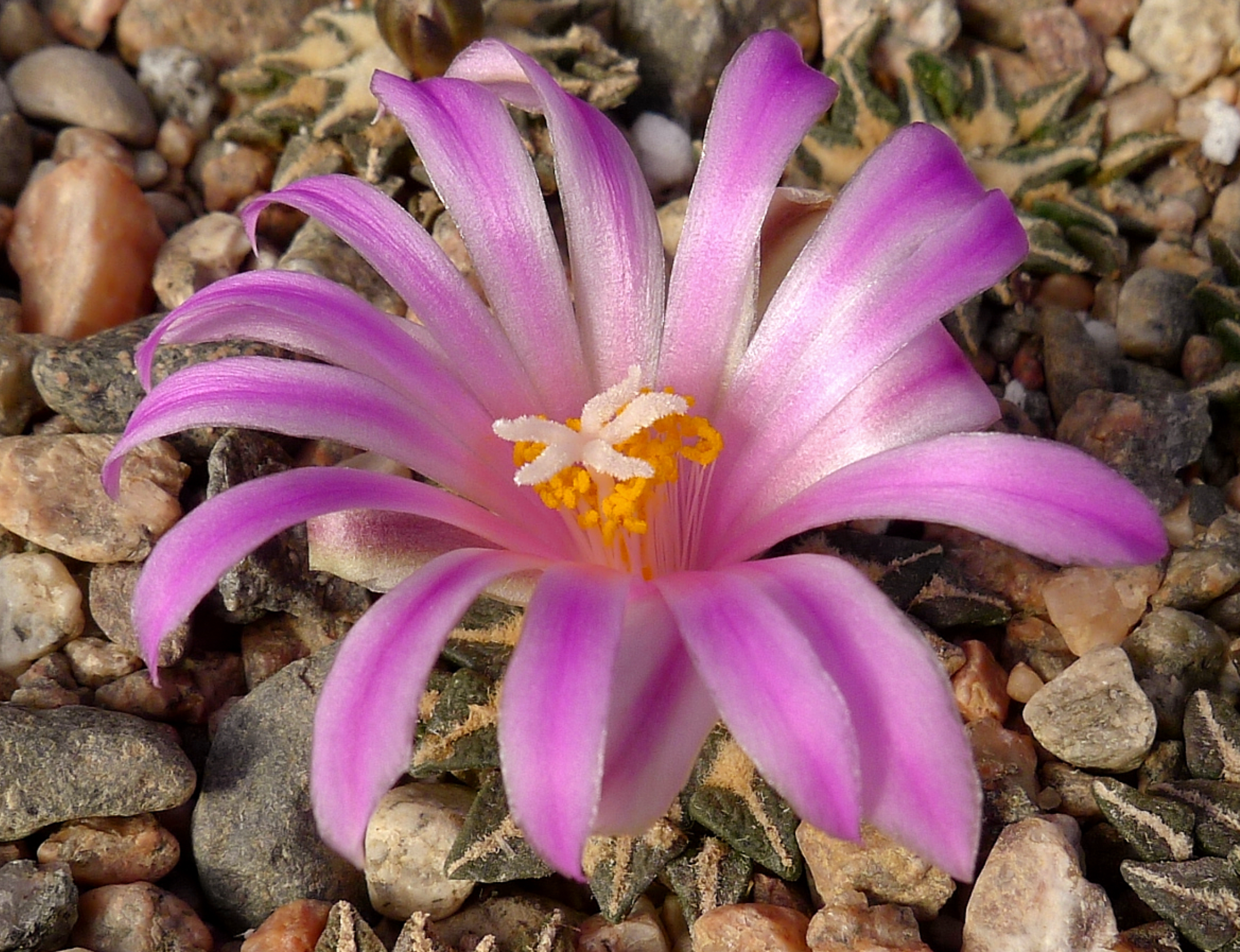 Ariocarpus kotschoubeyanus RS 273 (Huizache) - 2