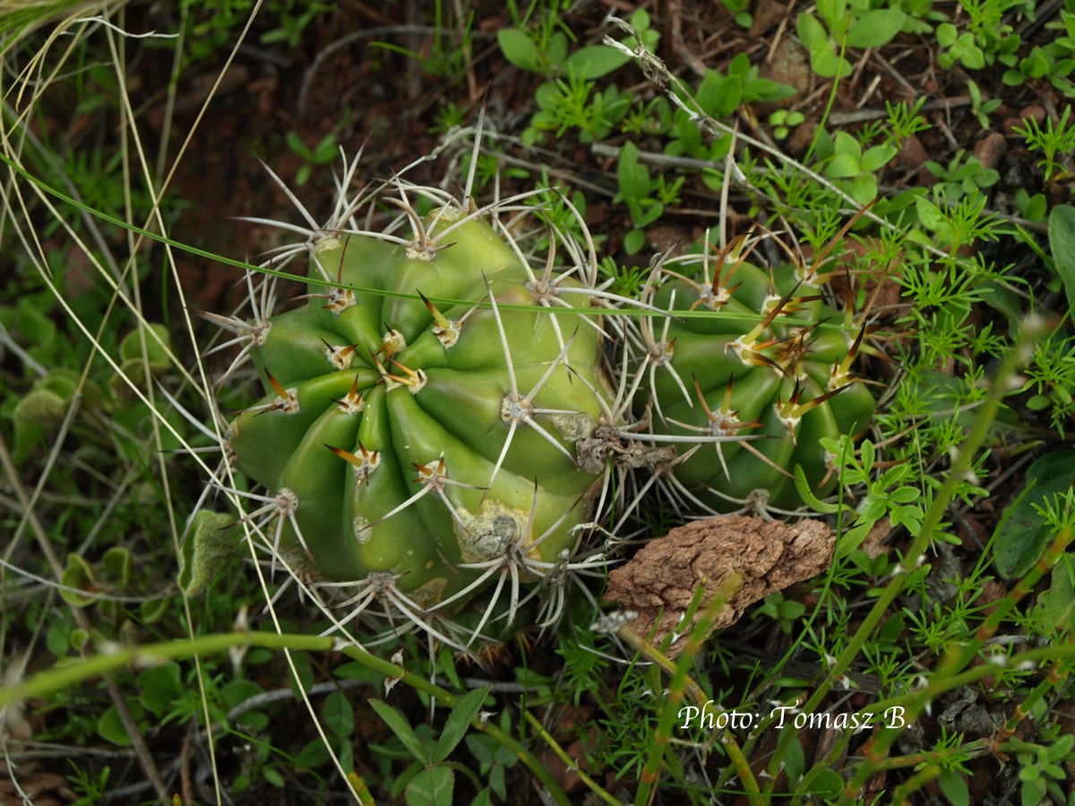 Echinopsis ayopayana TB 797.3 (Leque, 3371m, La Paz, Bol)