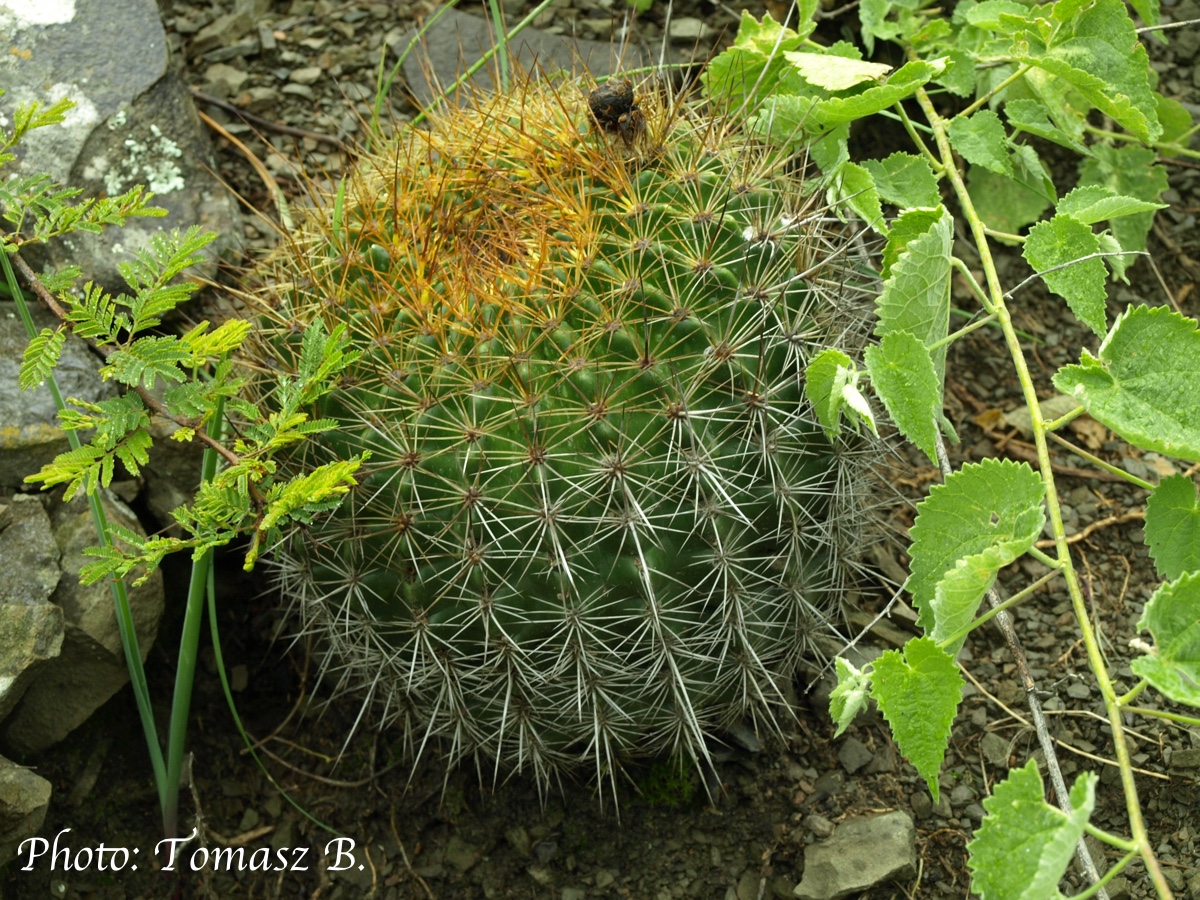 Echinopsis mamillosa TB 834.3 (SW of Azurduy, 2477m, Chuq., Bol)