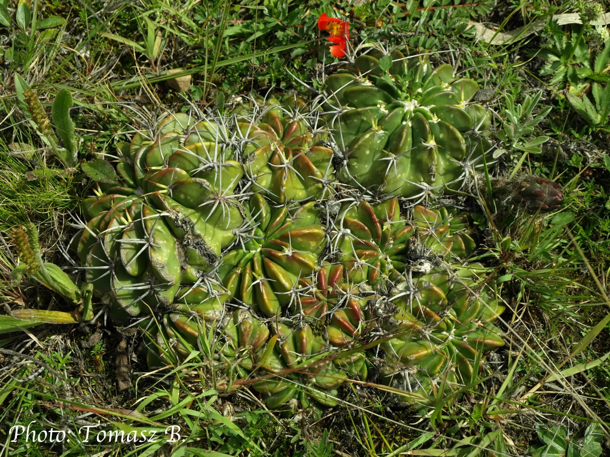 Echinopsis obrepanda TB 806.2 (Thola Pampa, Tiraque to Epizana, 3235m, Coch, Bol)