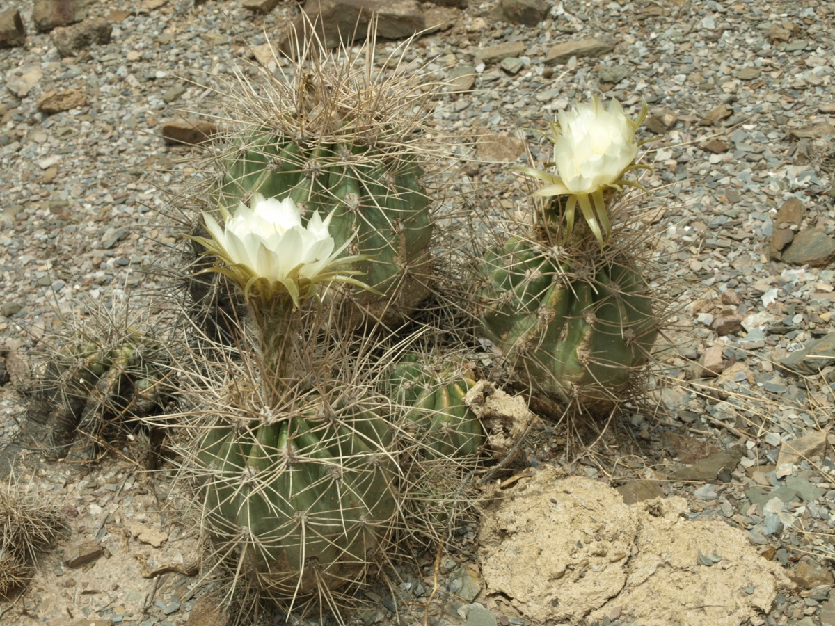 Echinopsis spec. TB 557.1 (Esquiri, 2810m, Potosi, Bol)