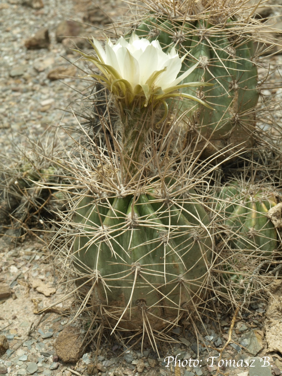 Echinopsis spec. TB 557.1 (Esquiri, 2810m, Potosi, Bol) - 2