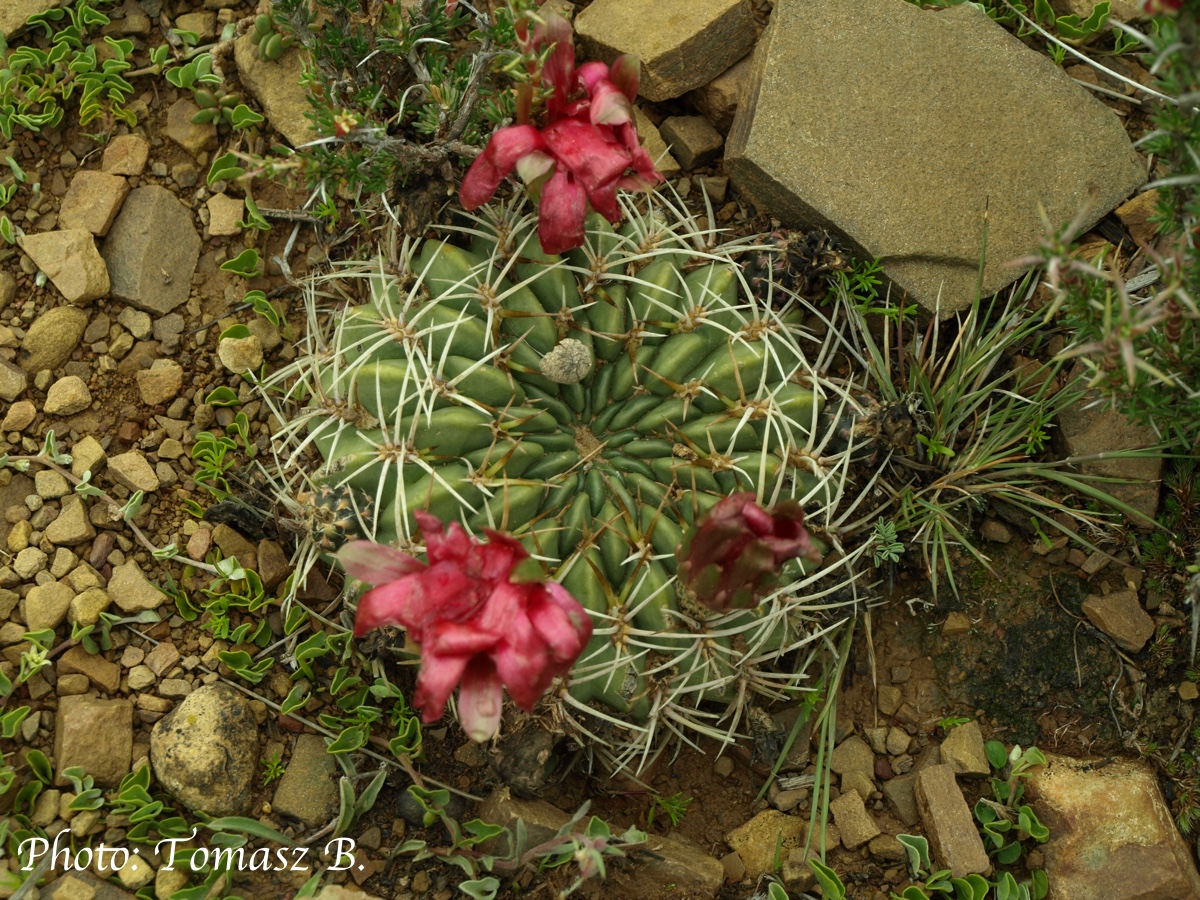 Lobivia cinnabarina v. walterspielii TB 559.2 (Turi Pampa, NW of Ocuri, 3561m, Chuq., Bol)