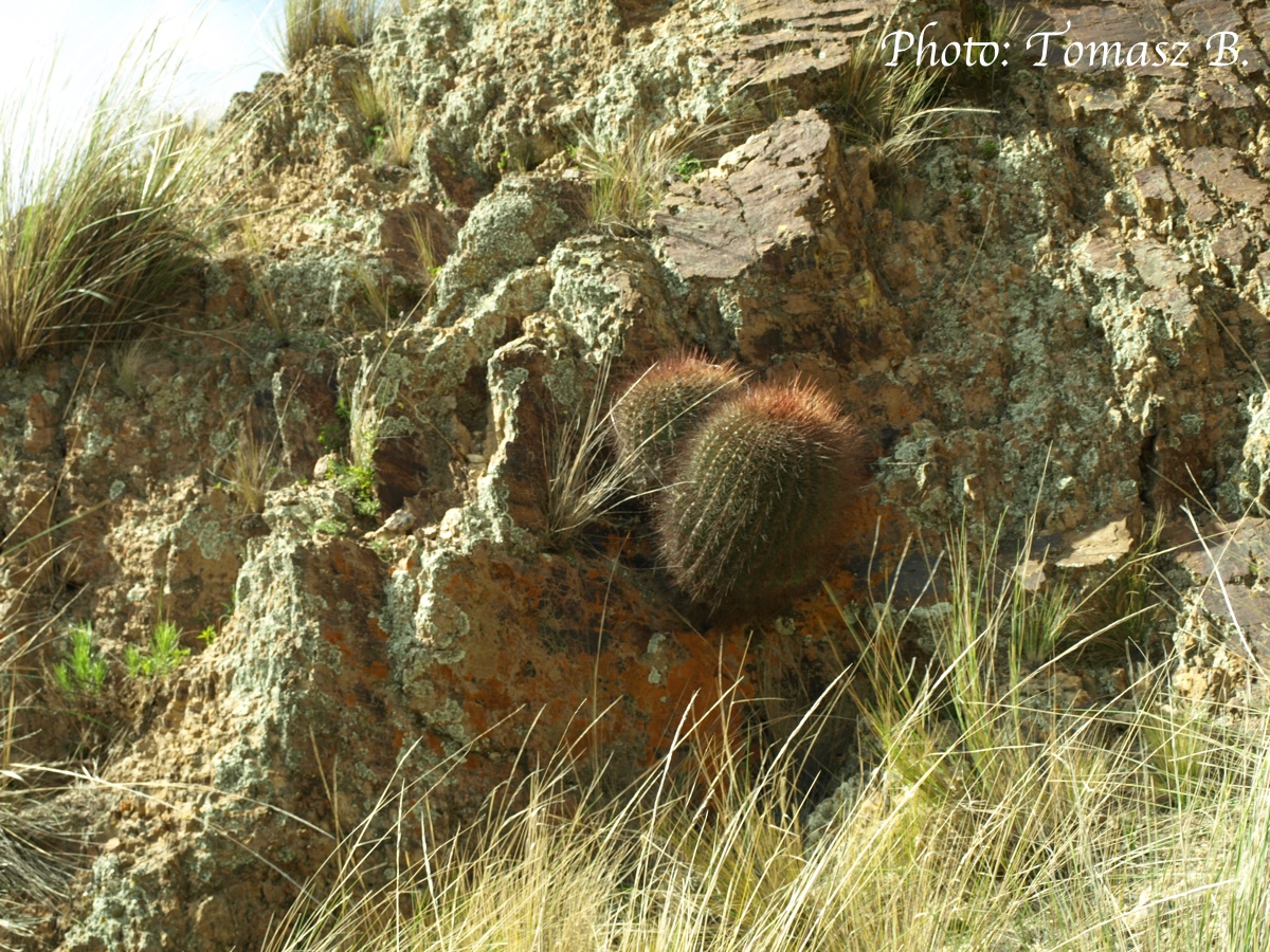 Lobivia formosa v. randallii TB 184.2 (Iscayachi to Cana Cruz, 3432m, Tarija, Bol) - 2