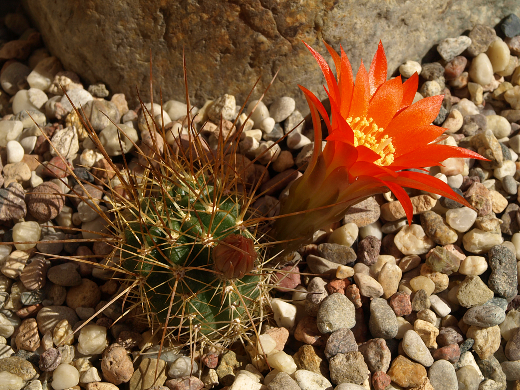 Lobivia maximiliana v. caespitosa TB 889.1 (Anchallani, Colchani to Luribay, 4193m, La Paz, Bol)