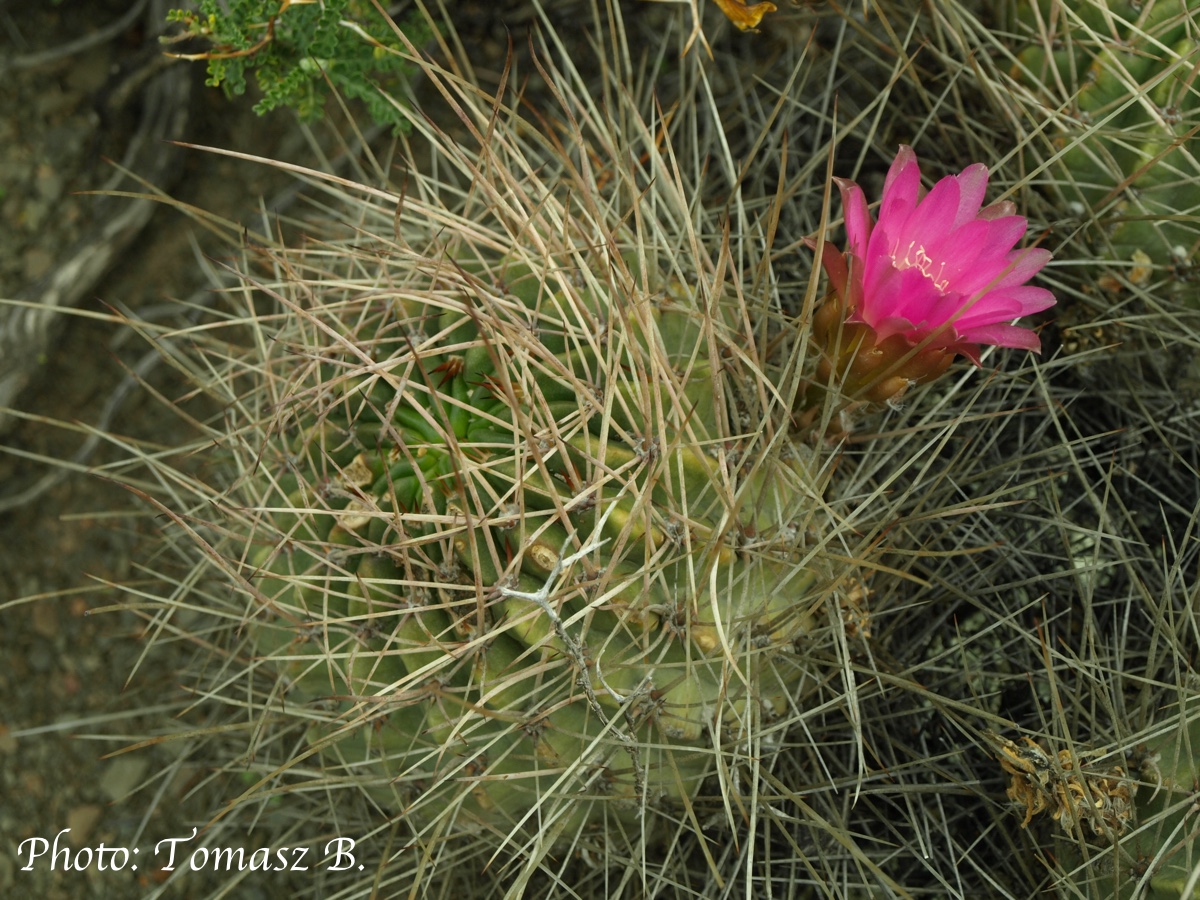 Lobivia pentlandii TB 795.1 (E of Caracollo, 3936m, Oruro, Bol)