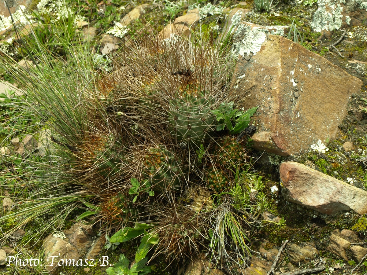Lobivia pentlandii 'hardeniana' TB 888.1 (Anchallani, Colchani to Luribay, 4247m, La Paz, Bol) - 2