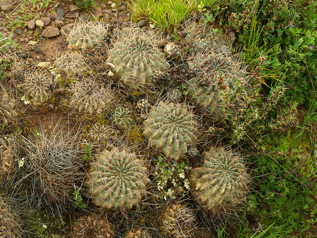Lobivia pentlandii 'hardeniana' TB 888.1 (Anchallani, Colchani to Luribay, 4247m, La Paz, Bol) - 3