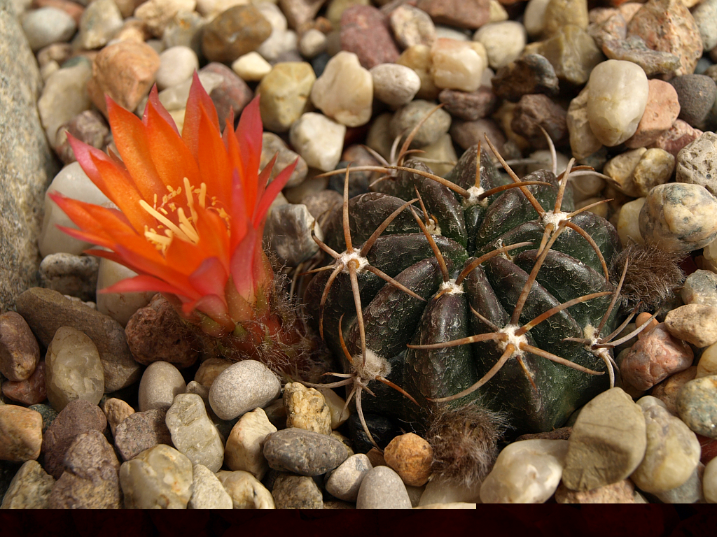 Lobivia tegeleriana 'pulquinensis' TB 779.1 (Puquio, 3512m, Ayacucho, Peru)