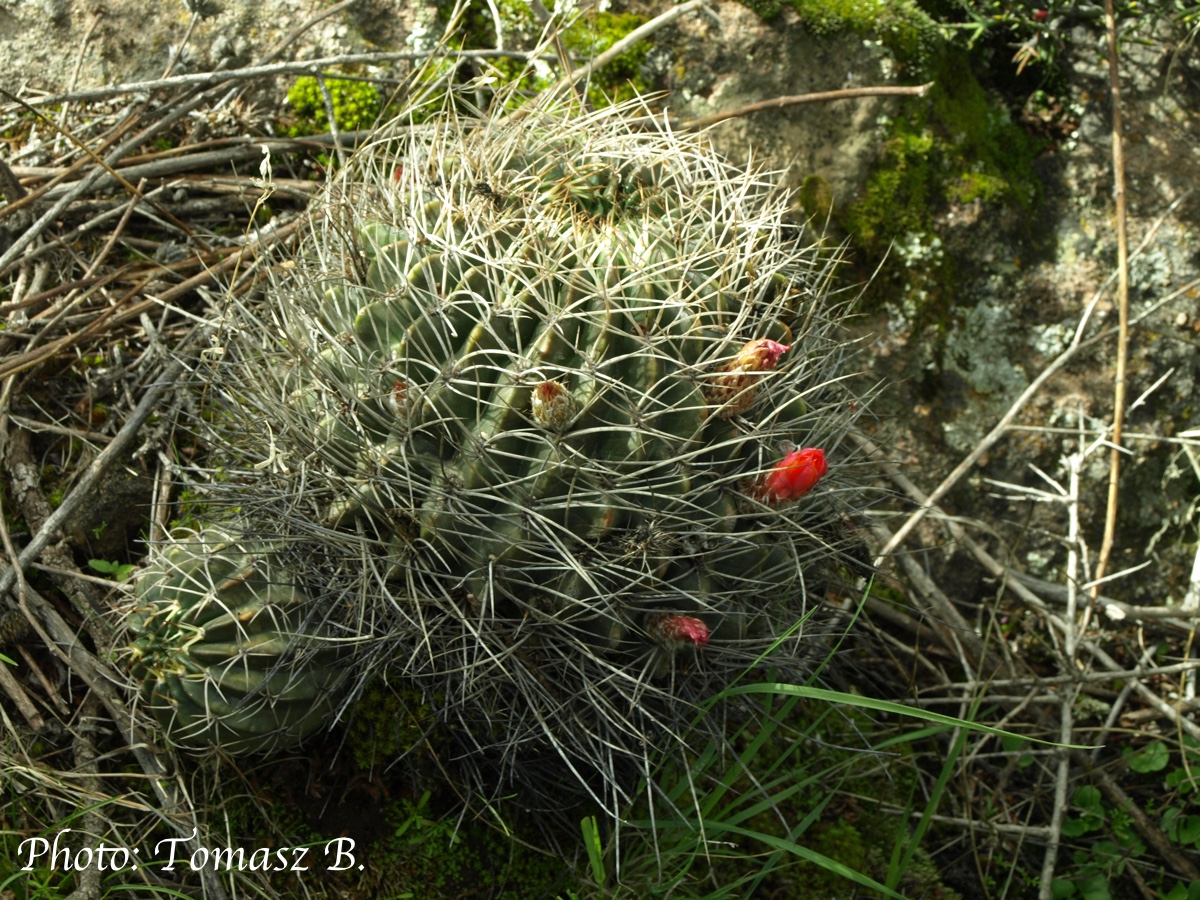 Lobivia tegeleriana 'pulquinensis' TB 779.1 (Puquio, 3512m, Ayacucho, Peru) - 2