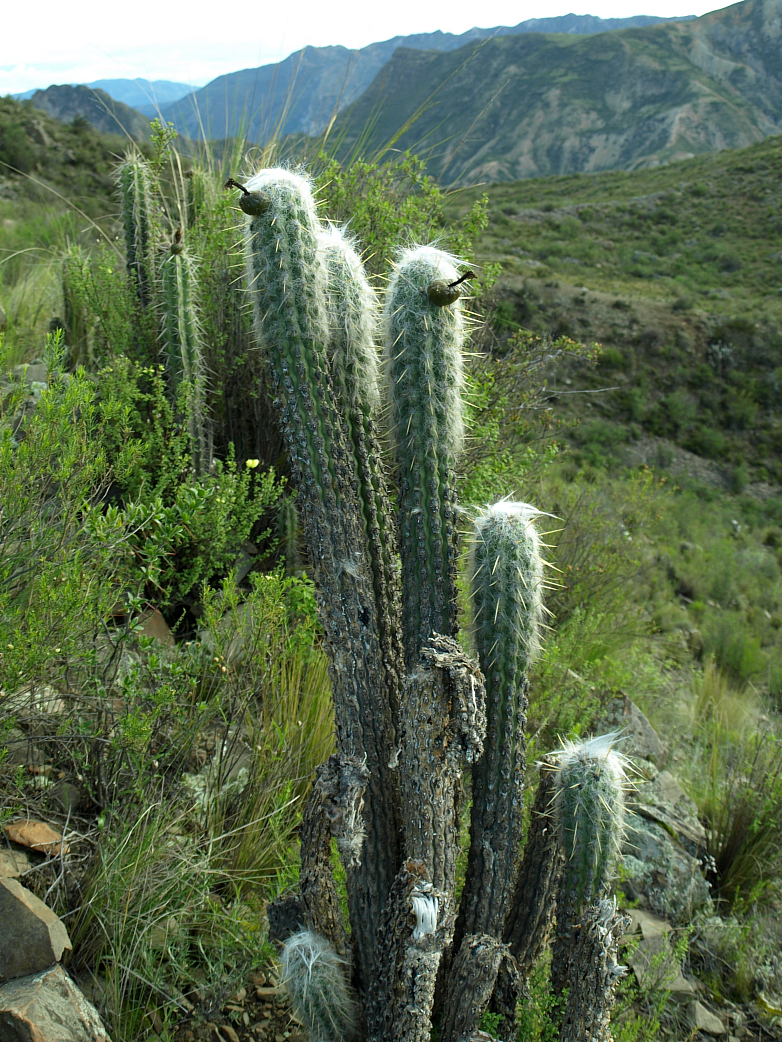 Oreocereus pseudofossulatus TB 765.3
