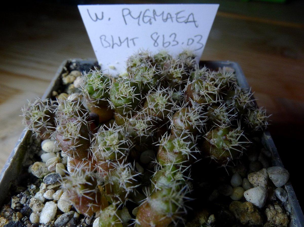 Weingartia pygmaea BLMT 863.03 (W Tacamayu, Chuq.,  3520m, Bol)