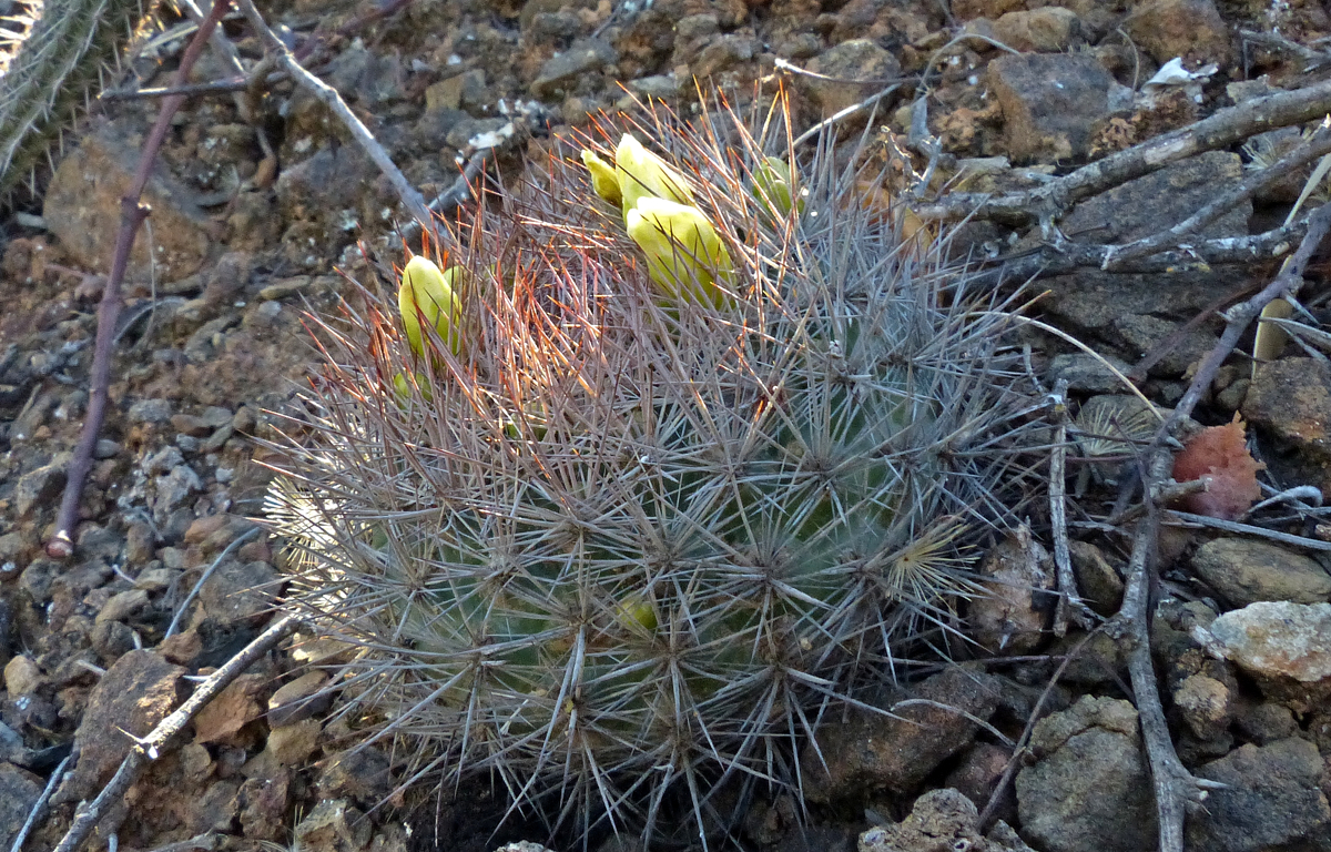 Weingartia neucumingii MN 439 (Comarapa dam, 1919m, Bol)