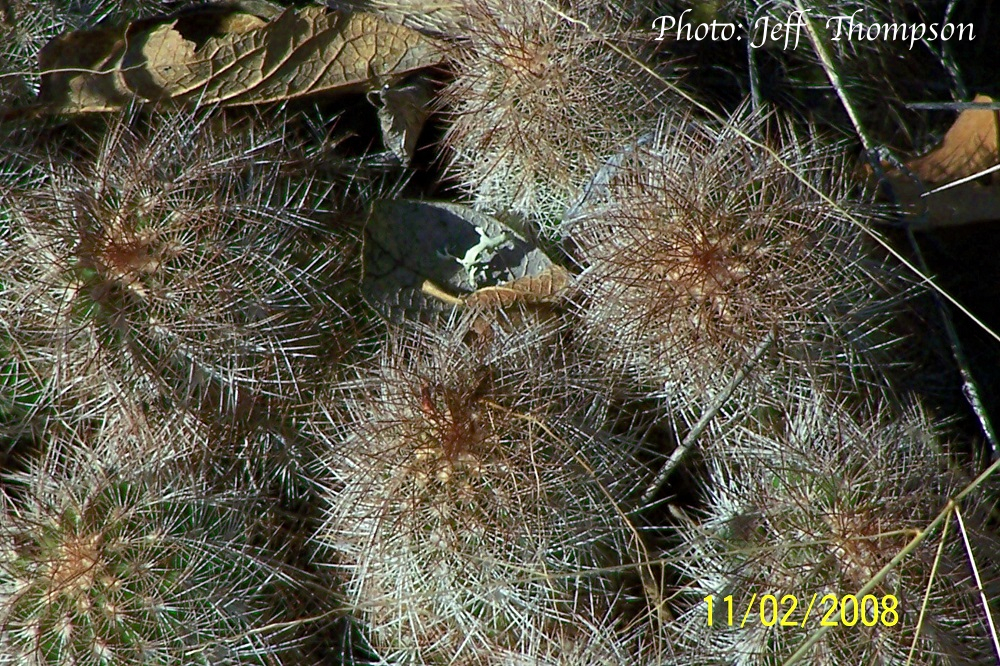 SuccSeed - Echinocereus reichenbachii ssp. baileyi 'minor' JRT 227 (Troy,  Johnston Co, OK)