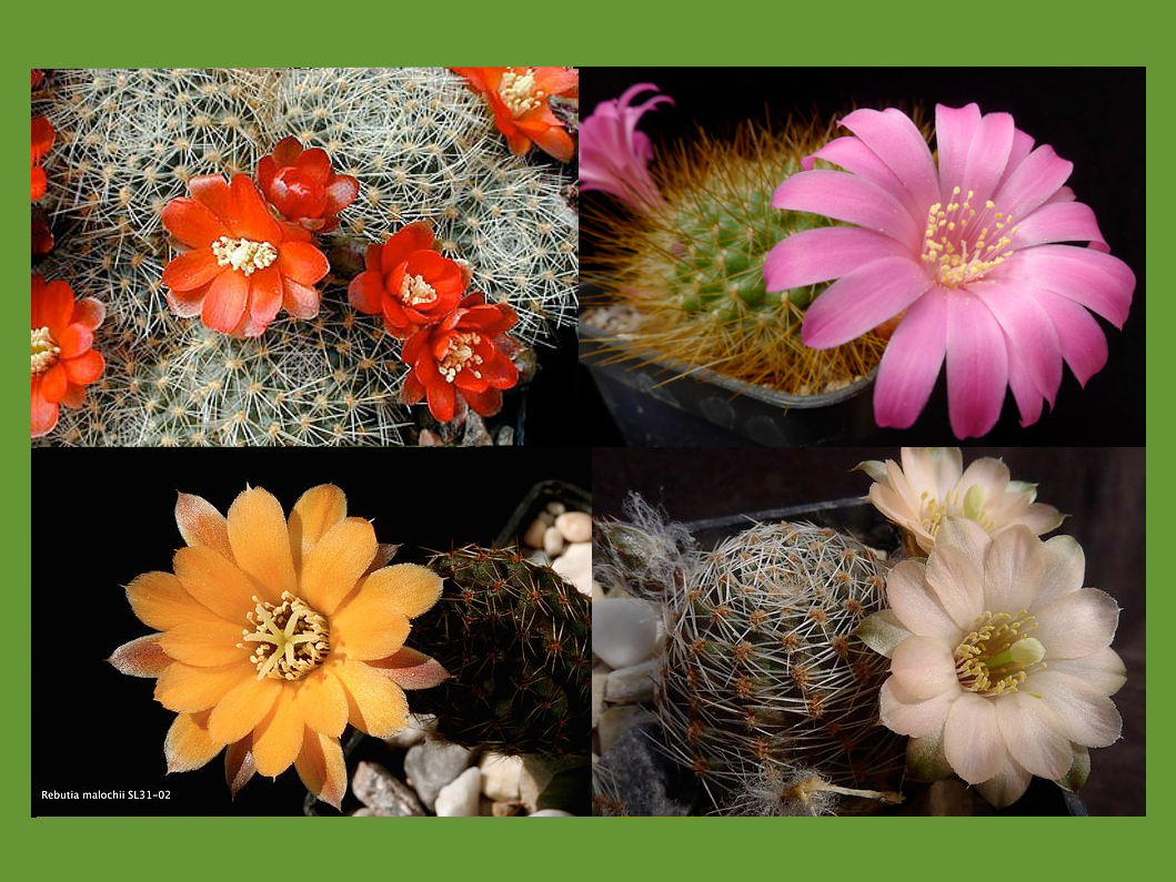 Succseed 10 Easy To Grow And Beautiful Rebutia 6843